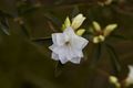 Rhododendron dauricum Arctic Snow-1 Różanecznik